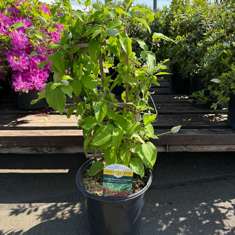 Clematis Ernest Markham