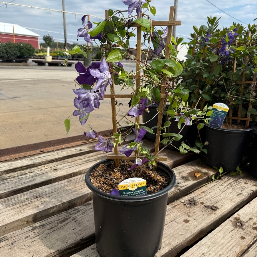 Clematis x jackmanii Superba