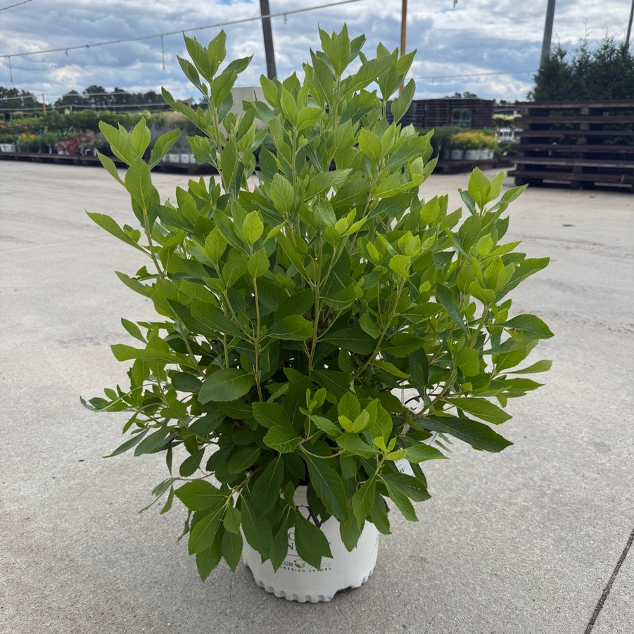 Clethra alnifolia Sugartina® Crystalina PP21561