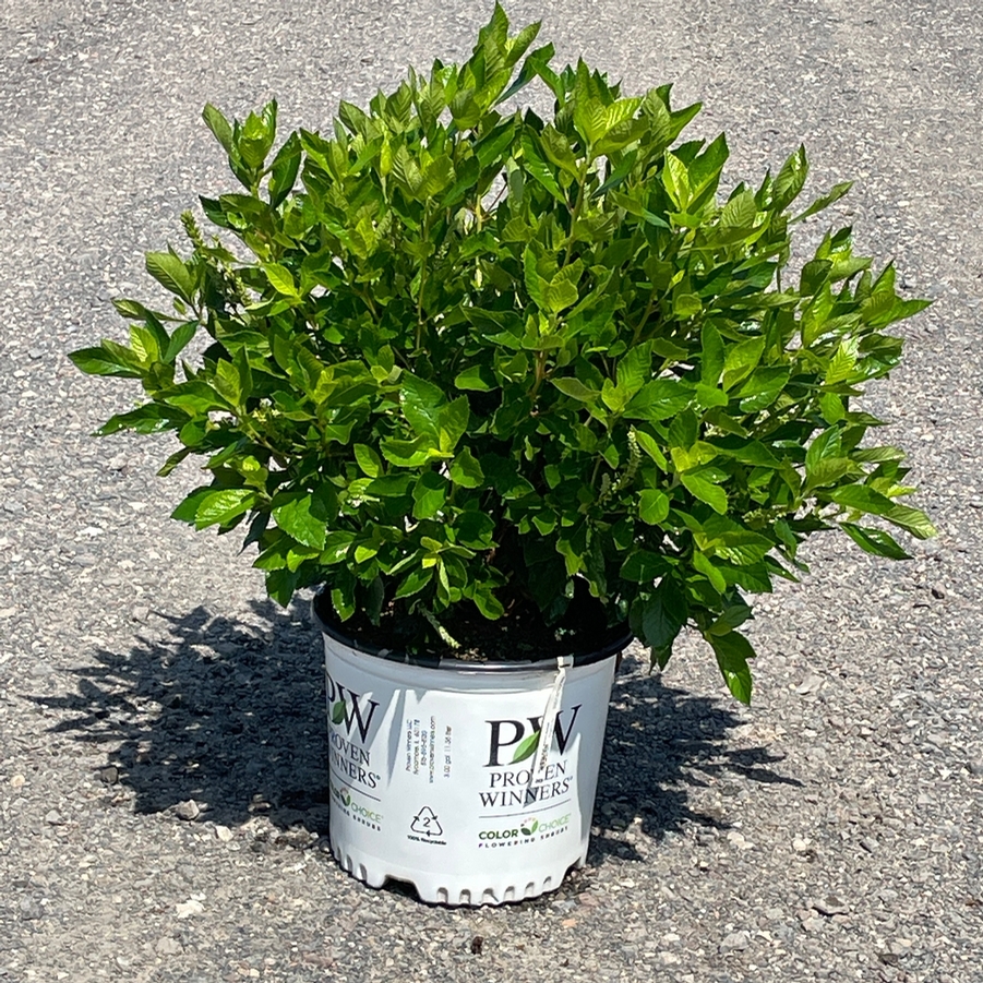 Clethra alnifolia Vanilla Spice®