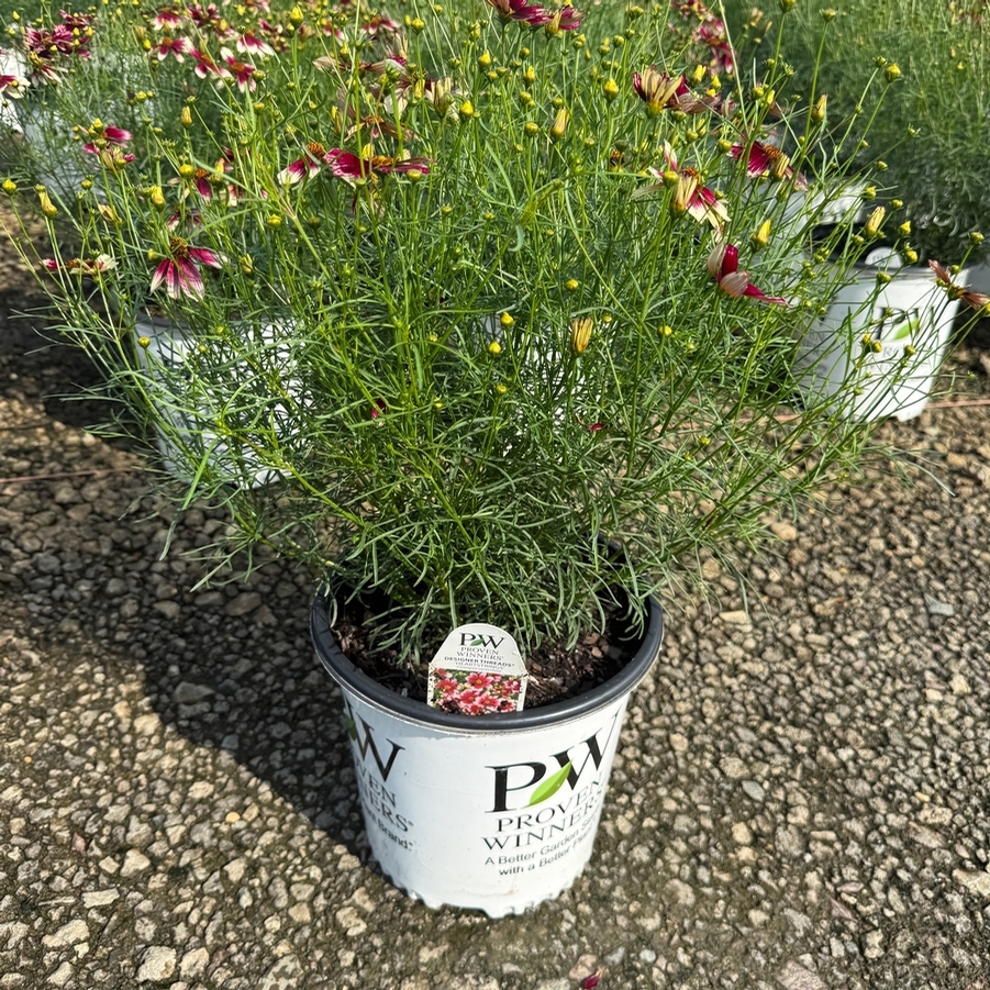 Coreopsis Designer Threads® Heartstrings