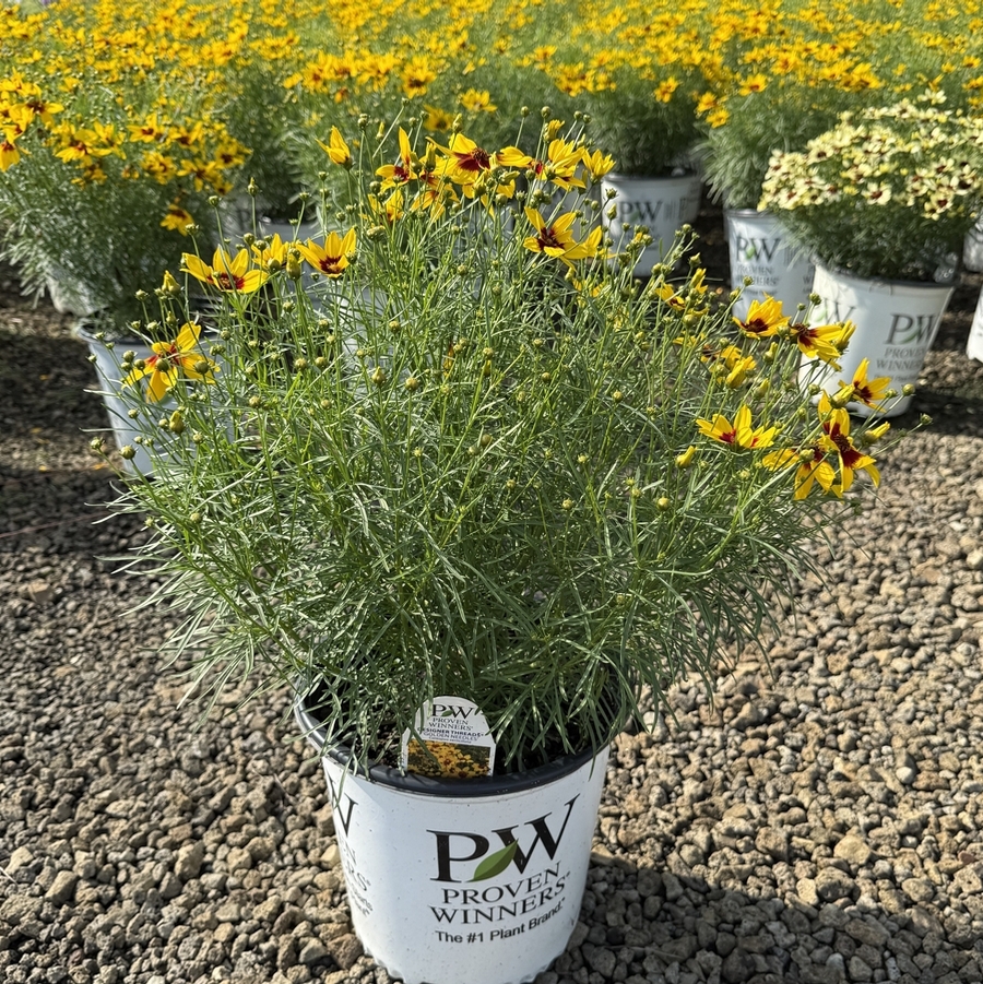 Coreopsis Designer Threads® Golden Needles