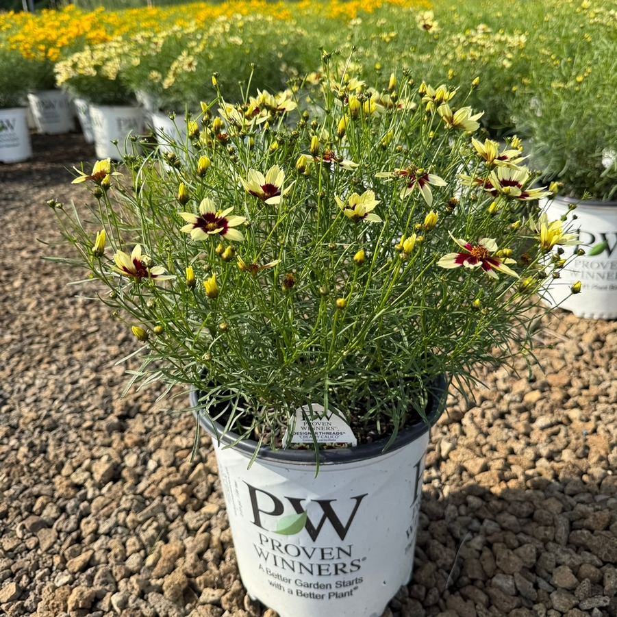 Coreopsis Designer Threads® Creamy Calico