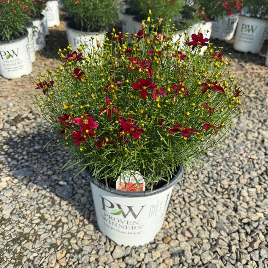Coreopsis Designer Threads® Scarlet Ribbons