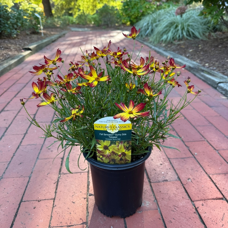 Coreopsis Fall Sensation Sunny Side