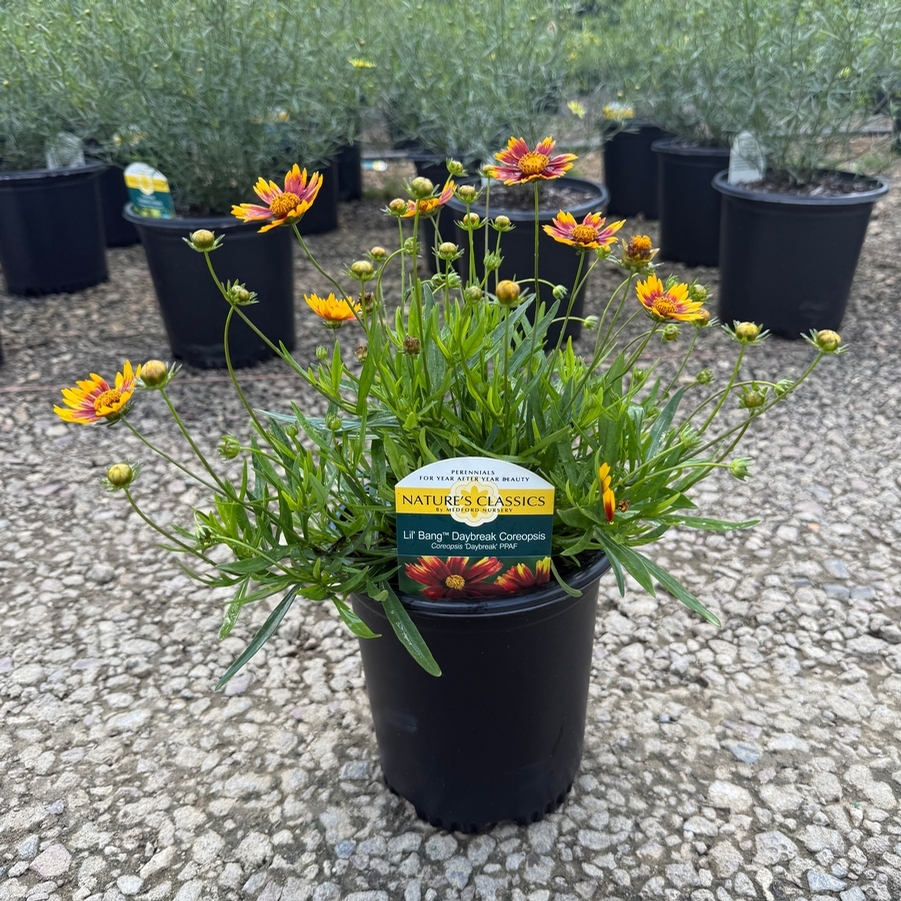 Coreopsis Li'l Bang™ Daybreak PPAF