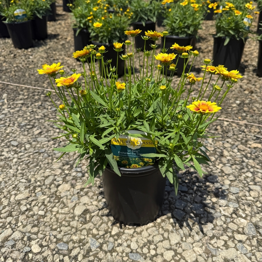 Coreopsis Li'l Bang™ Enchanted Eve PP27857