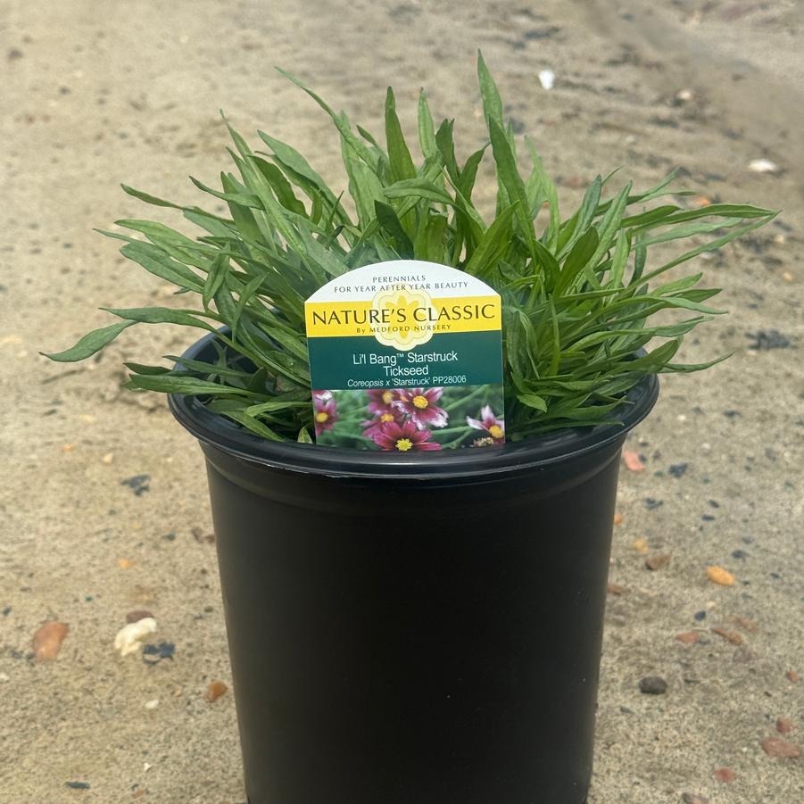 Coreopsis Li'l Bang™ Starstruck PP28006