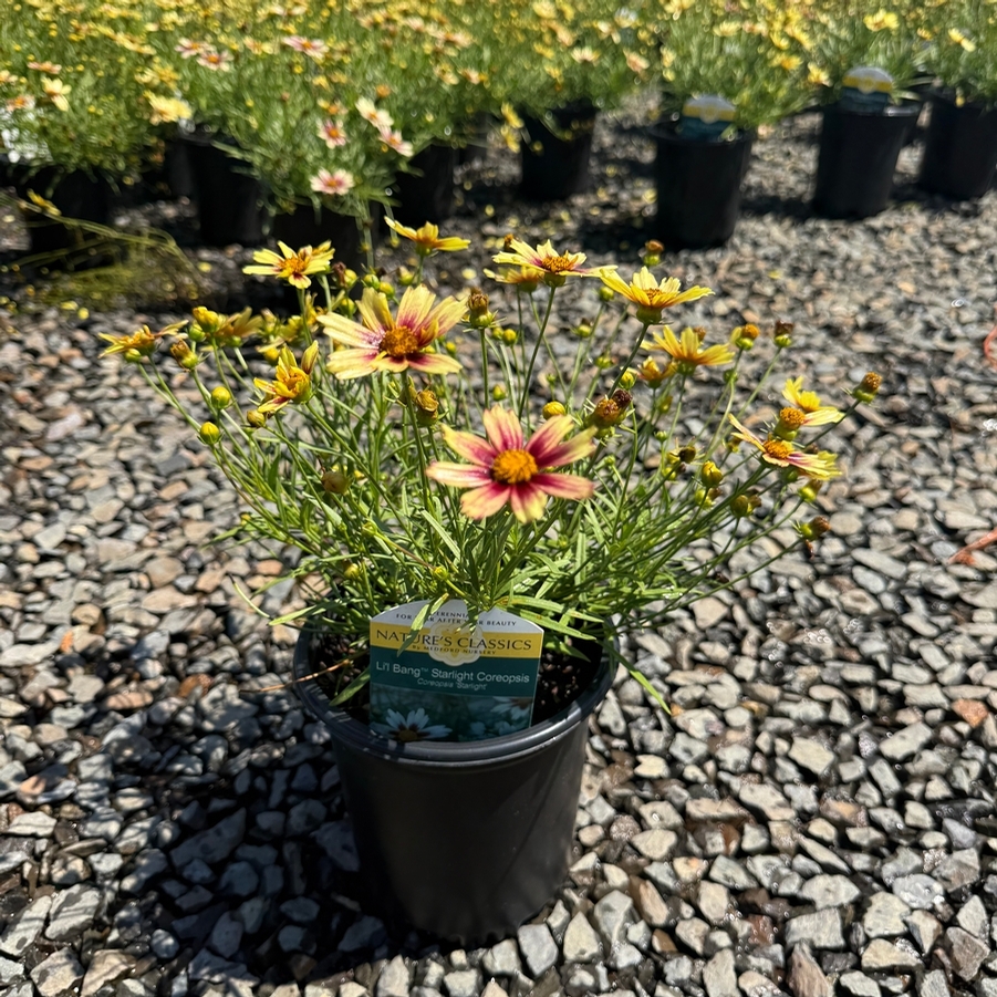 Coreopsis Li'l Bang™ Starlight PP28005