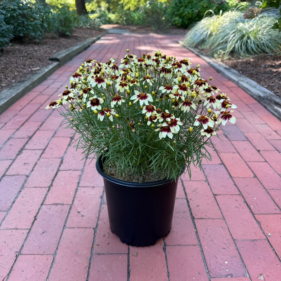 Coreopsis Sizzle & Spice® Red Hot Vanilla PP30909
