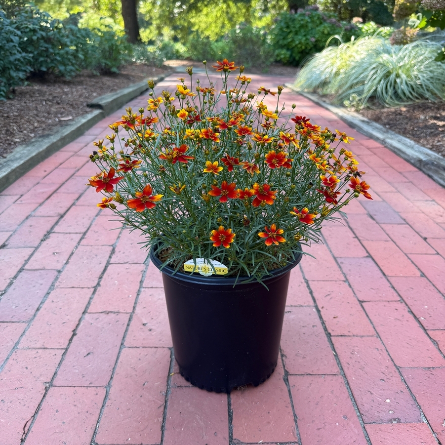 Coreopsis Sizzle & Spice® Crazy Cayenne