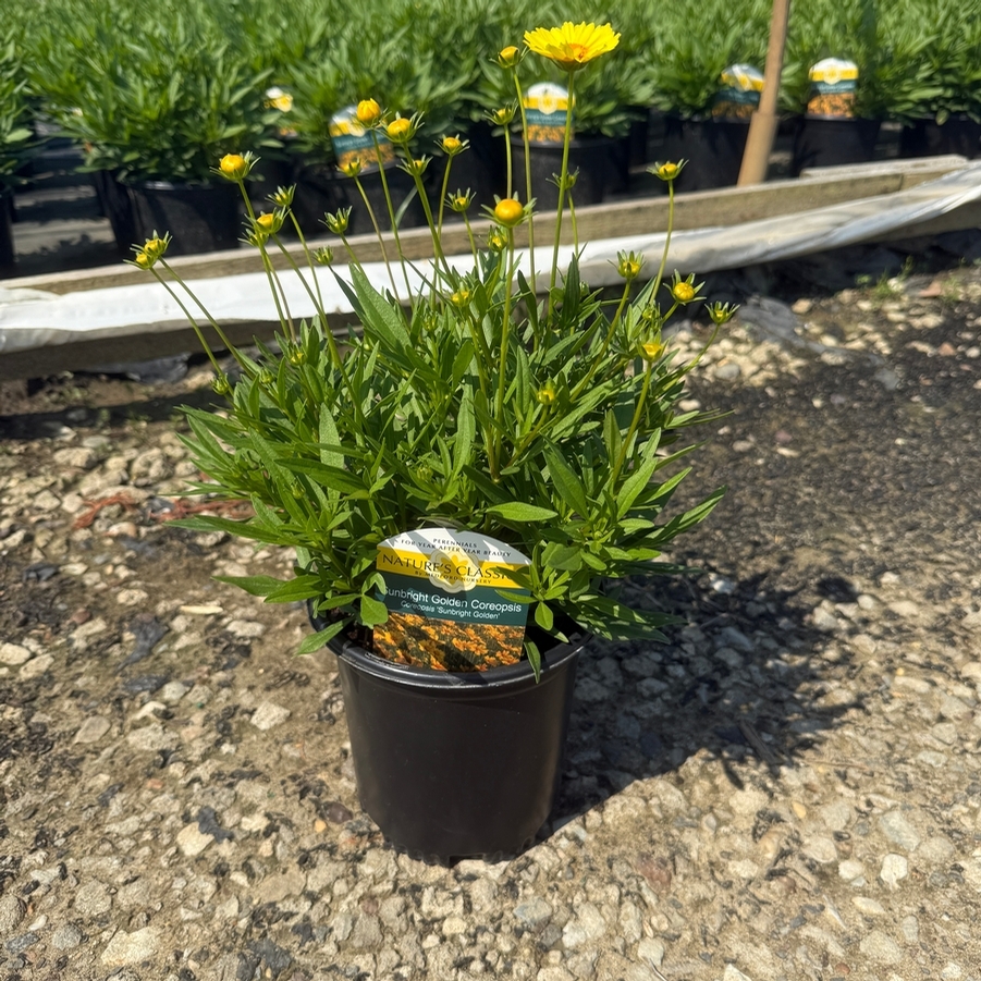 Coreopsis Sunbright Golden