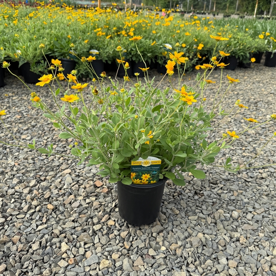 Coreopsis Sunshine Superman
