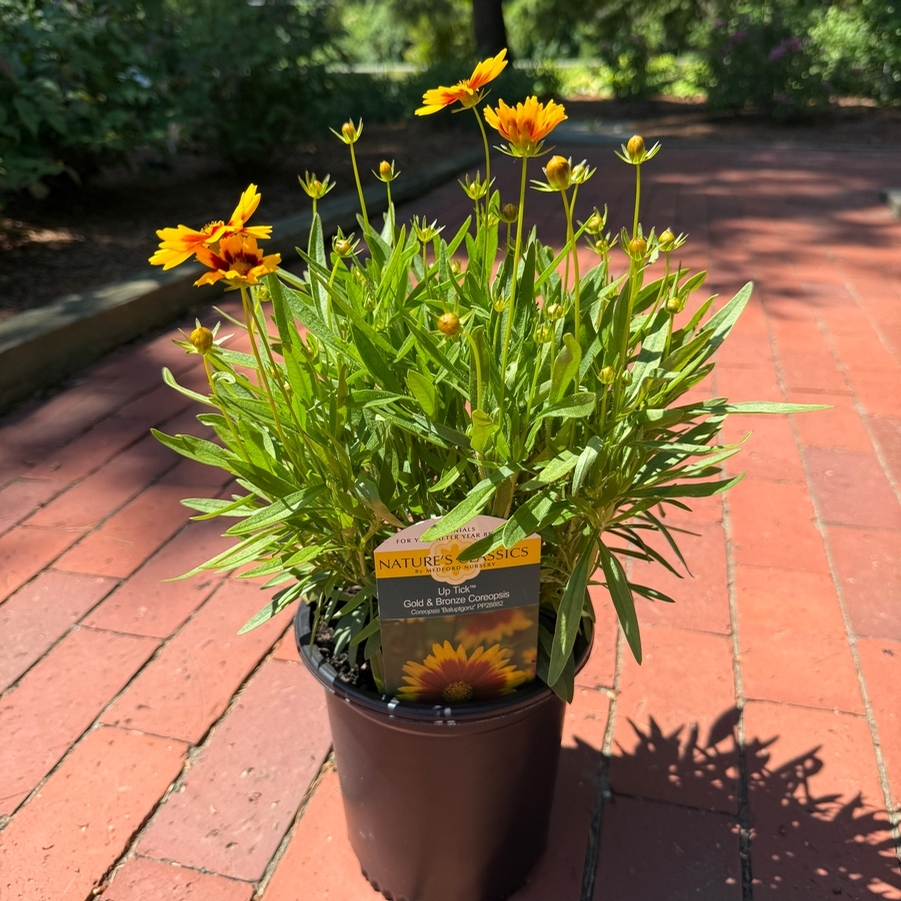 Coreopsis UpTick™ Gold & Bronze PP28882