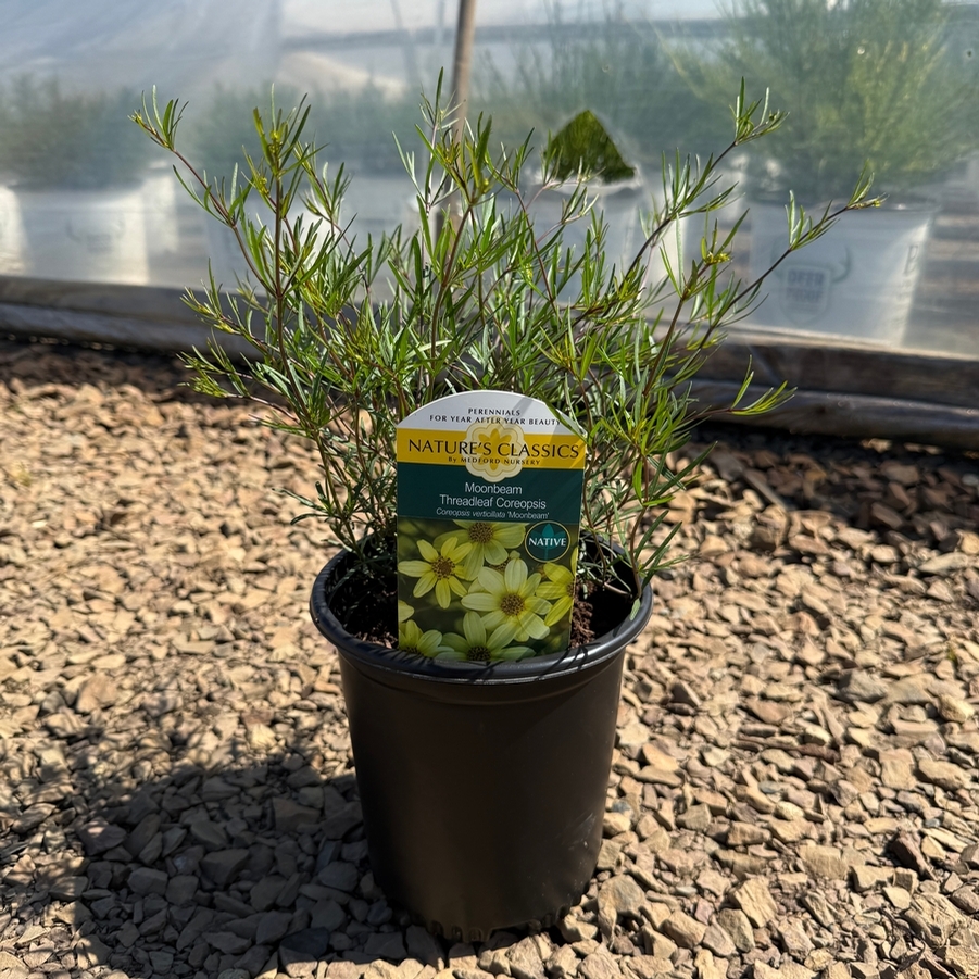 Coreopsis verticillata Moonbeam