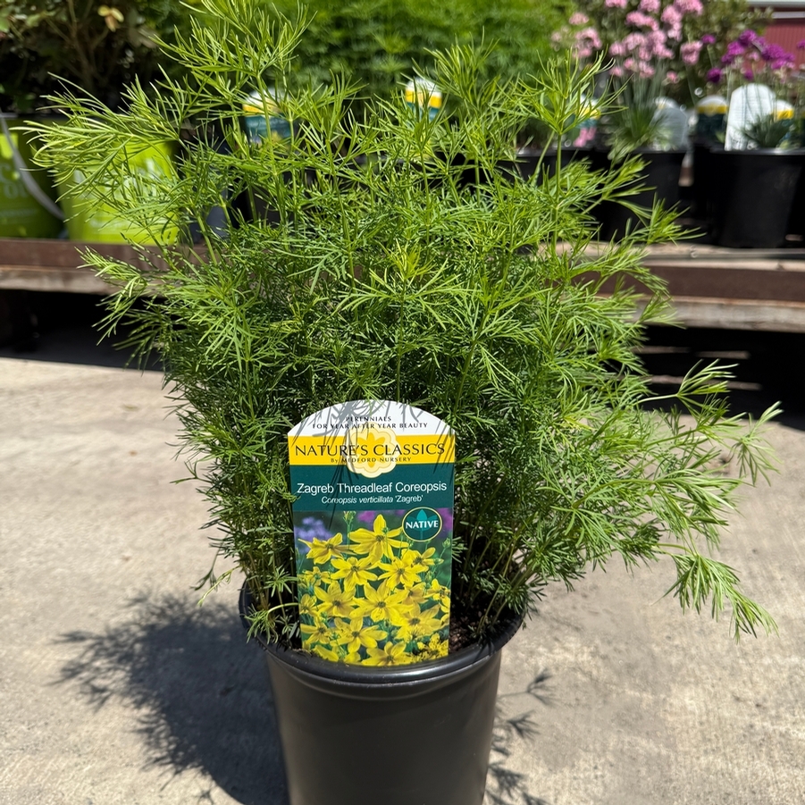 Coreopsis verticillata Zagreb