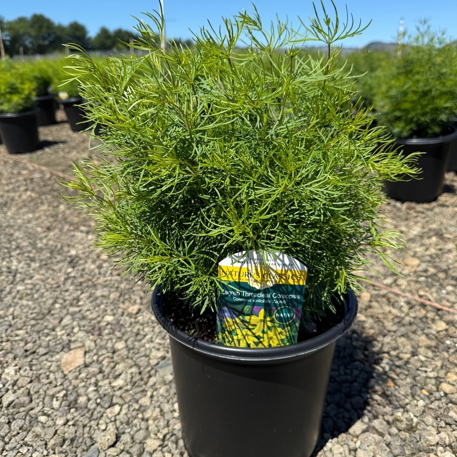 Coreopsis verticillata Zagreb