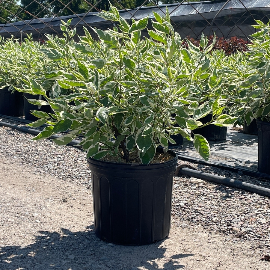 Cornus alba Ivory Halo®