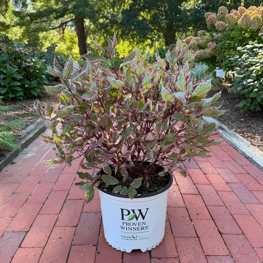 Cornus alba Sgt. Pepper® PP34377