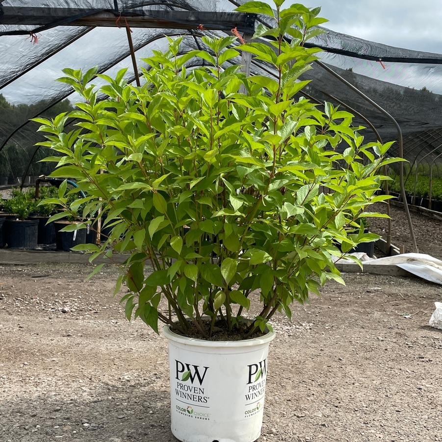 Cornus stolonifera Arctic Fire® Red PP18523