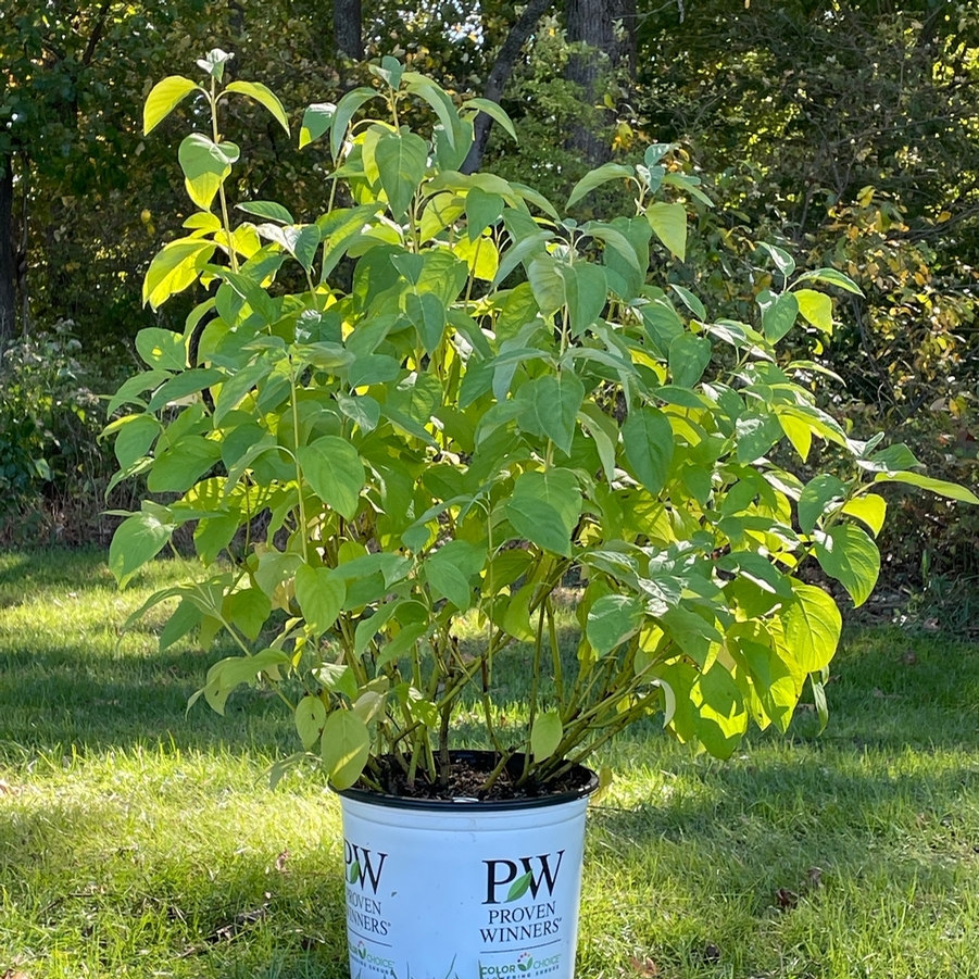 Cornus stolonifera Arctic Fire® Yellow PP32351