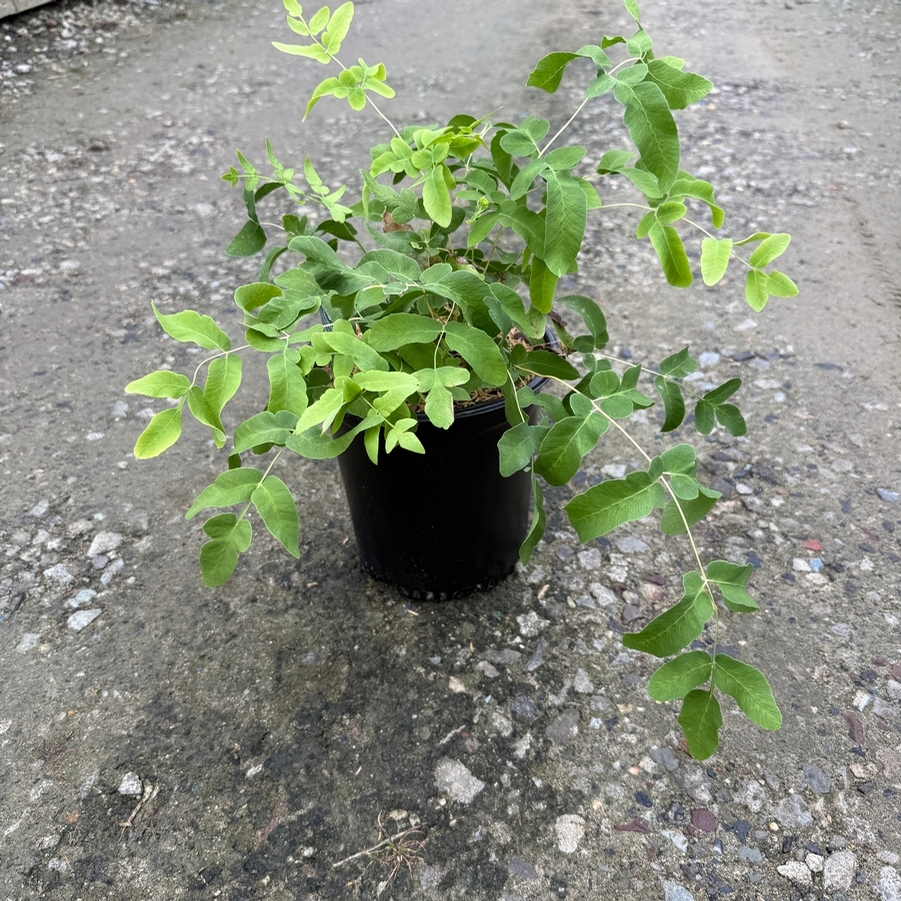 Osmunda regalis spectabilis 