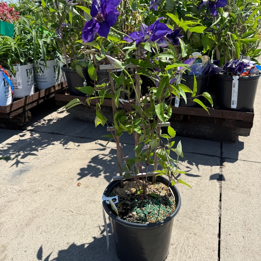 Clematis The President