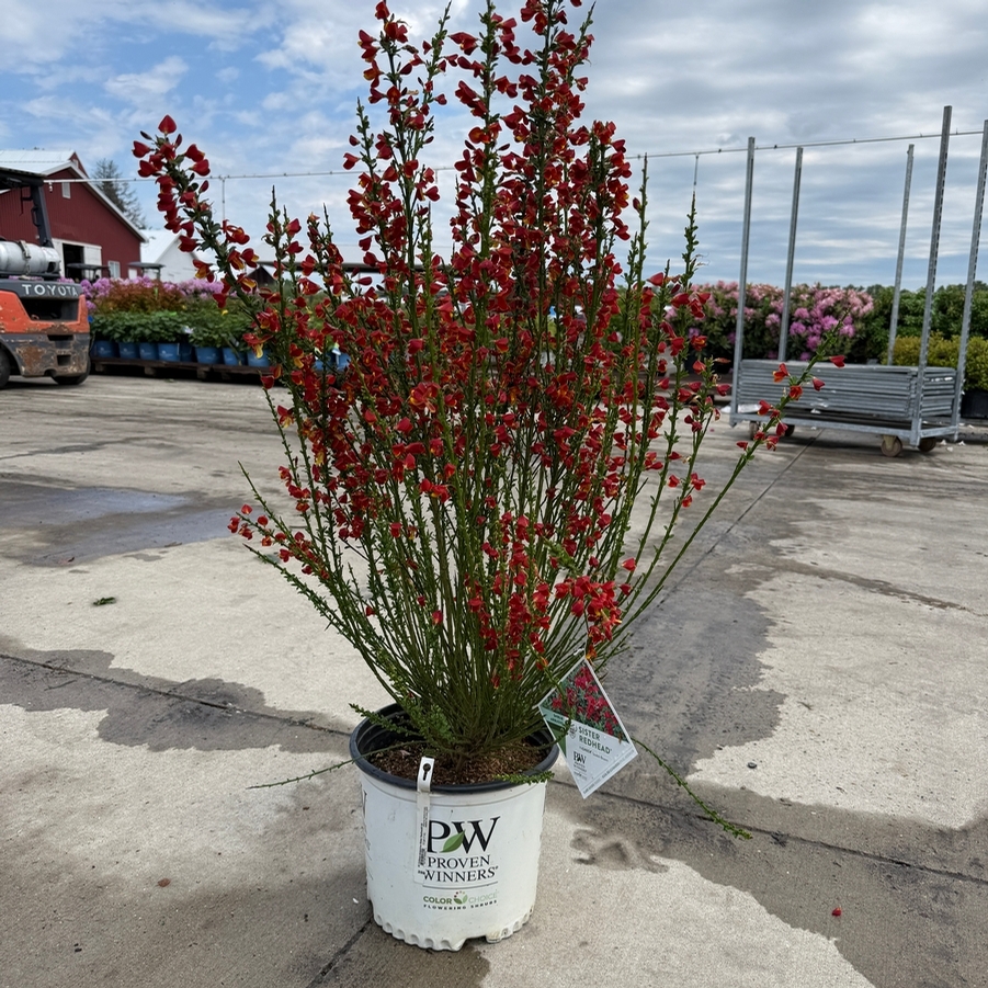 Cytisus scoparius Sister Redhead® PP30214