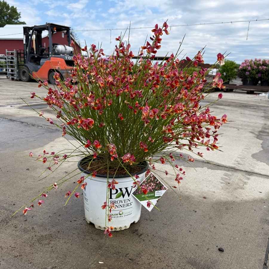 Cytisus scoparius Sister Rosie® PP30176