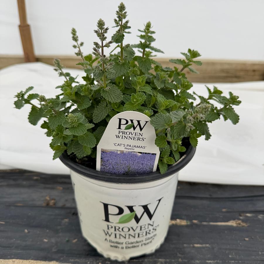 Nepeta Cat's Pajamas