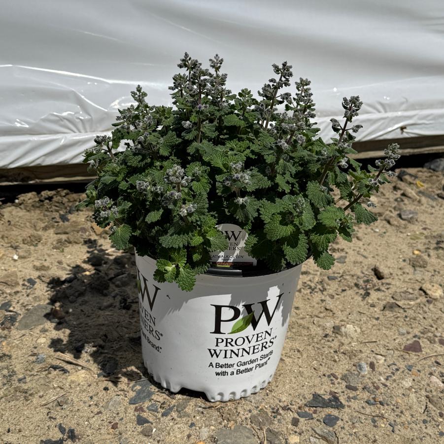 Nepeta Catwalk Queen PPAF