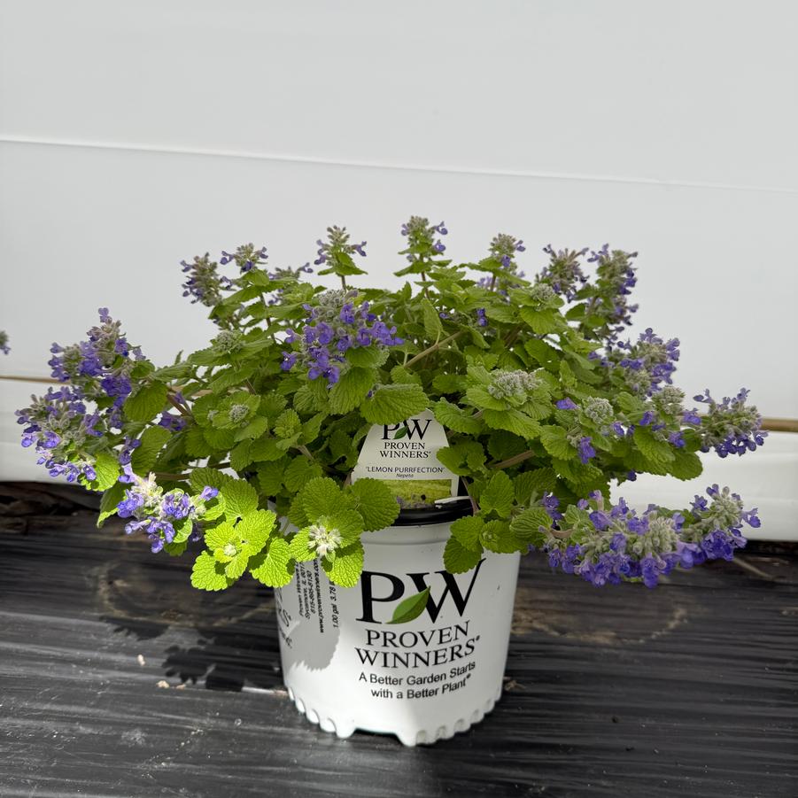 Nepeta Lemon Purrfection PP37243