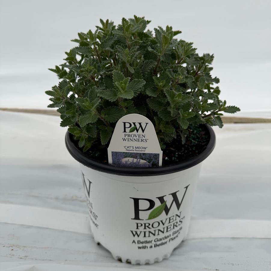 Nepeta x faassenii Cat's Meow