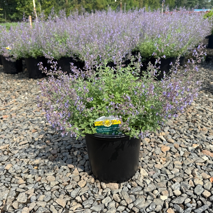 Nepeta x faassenii Junior Walker™ PP23074