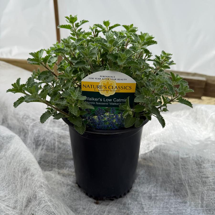 Nepeta x faassenii Walker's Low