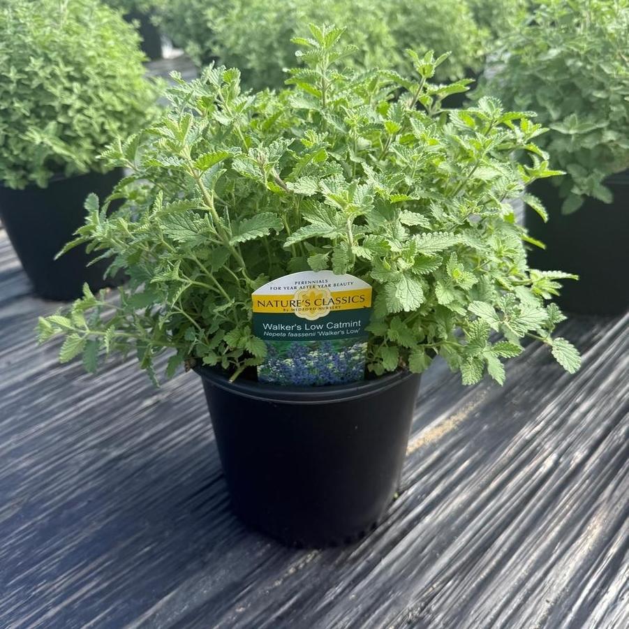 Nepeta x faassenii Walker's Low