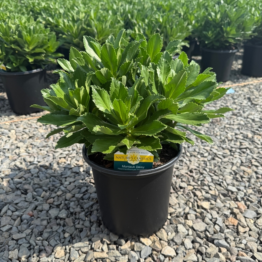 Nipponanthemum niponicum 