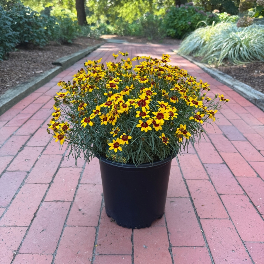 Coreopsis Sizzle & Spice® Curry Up PP28521