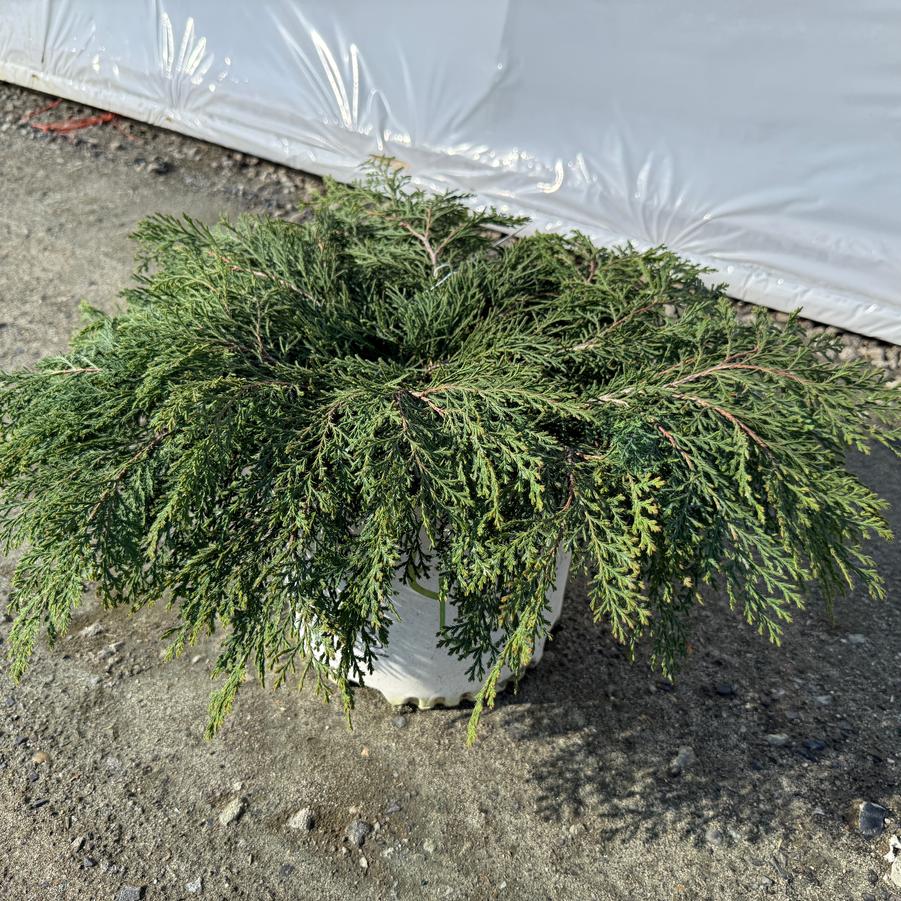 Microbiota decussata Celtic Pride®