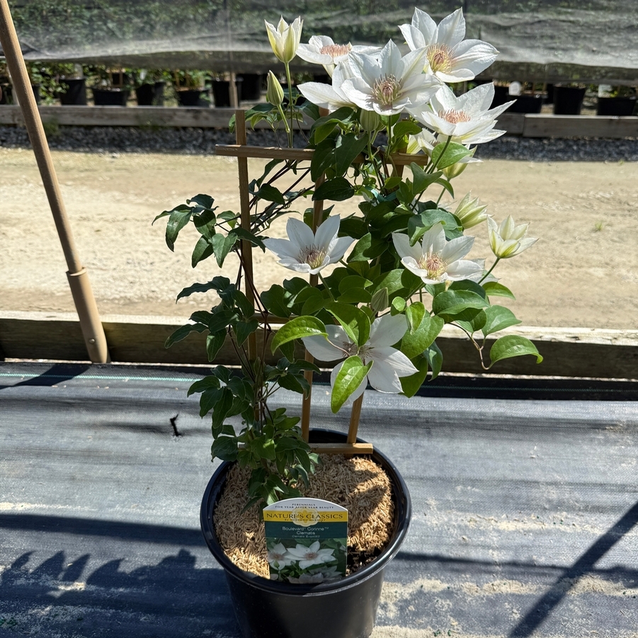 Clematis Corinne