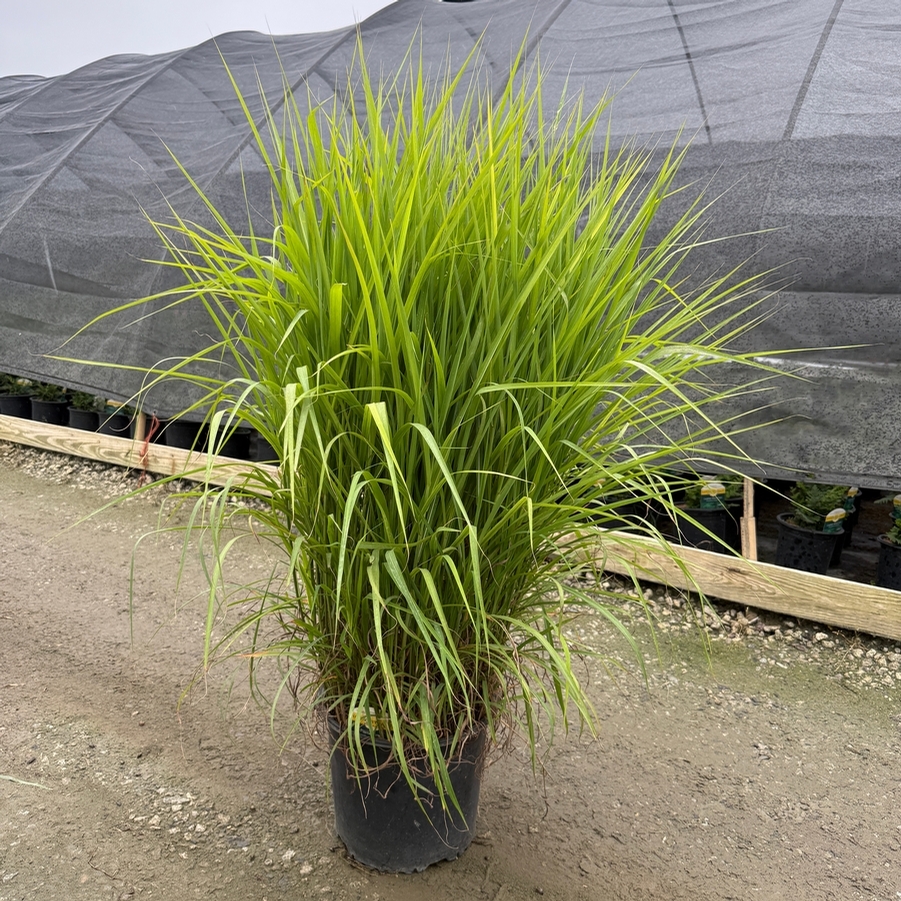 Miscanthus sinensis Purpurascens