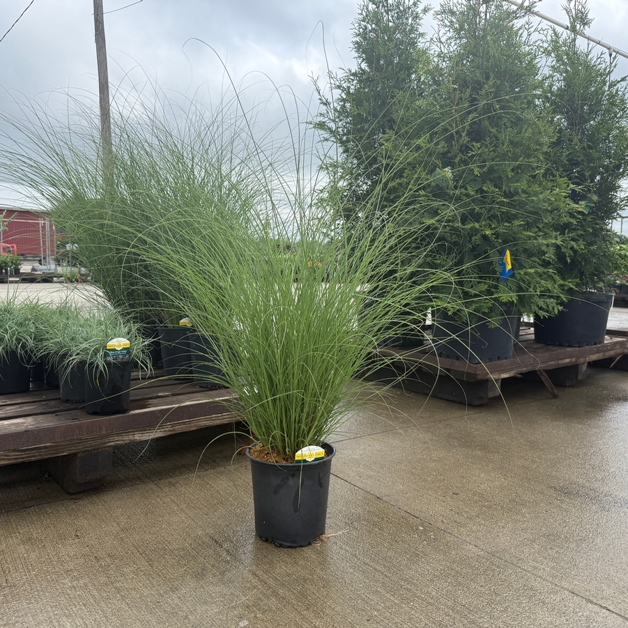 Miscanthus sinensis Scout™ PP30402