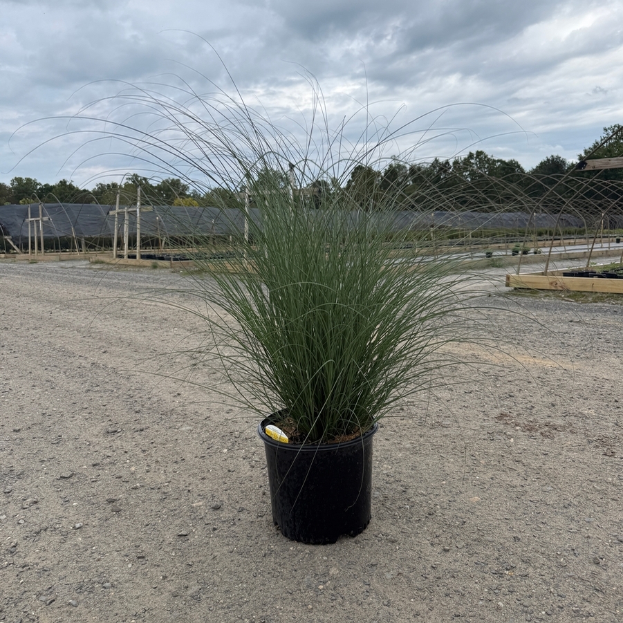 Miscanthus sinensis Scout™ PP30402
