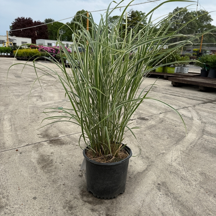 Miscanthus sinensis Variegata