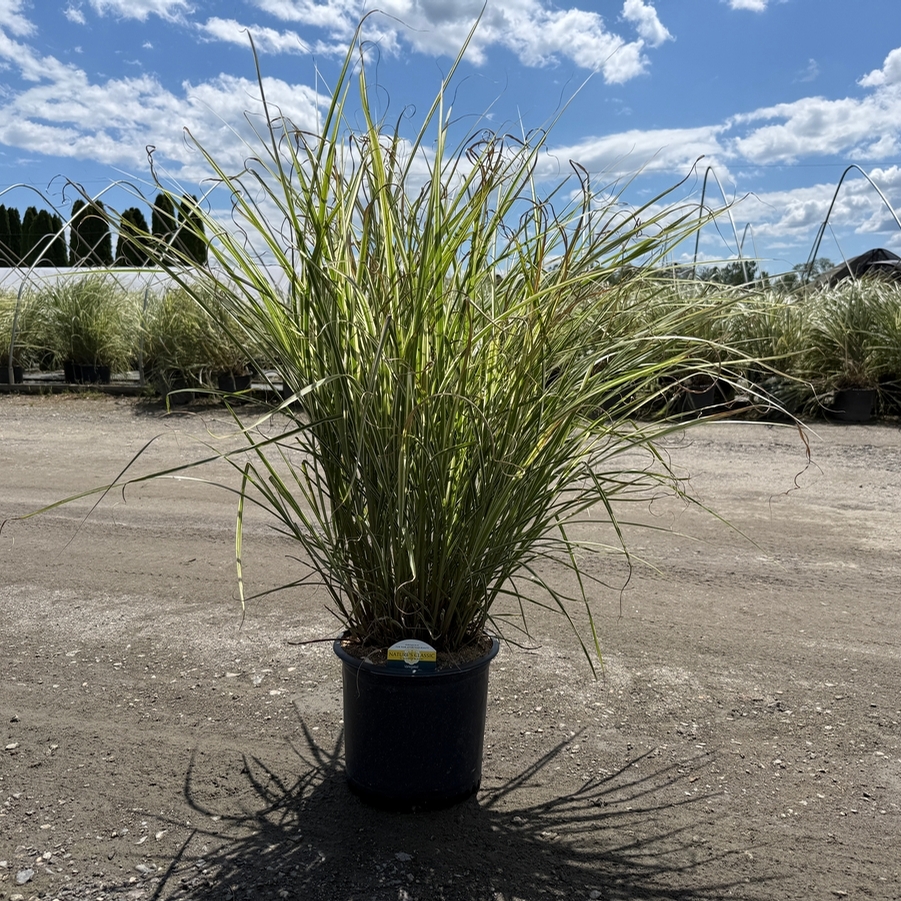Miscanthus sinensis Variegata