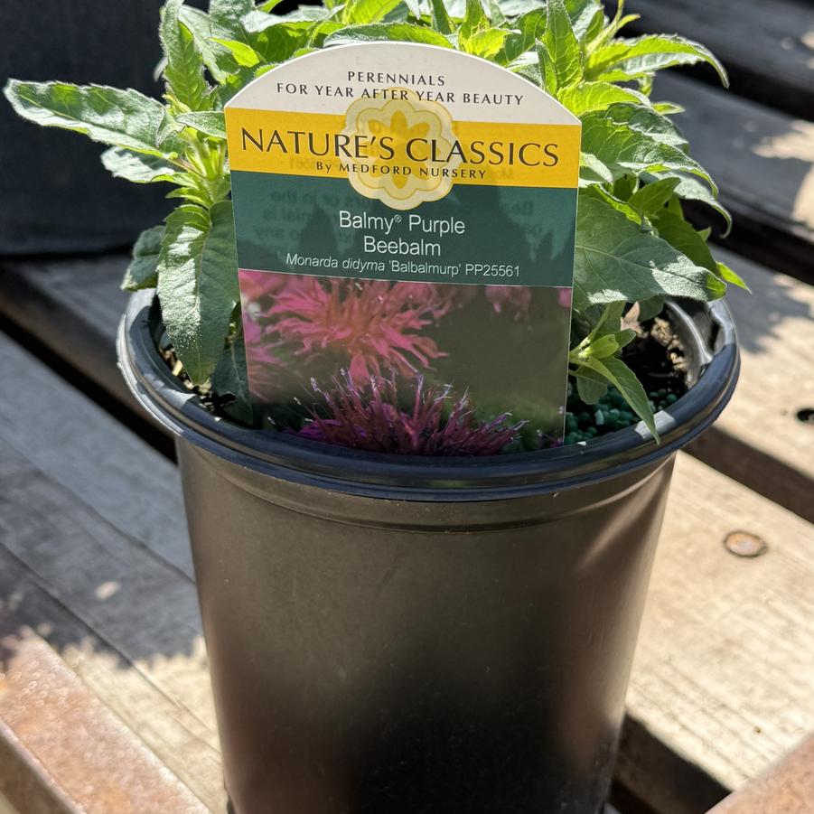 Monarda Balmy™ Purple PP25561