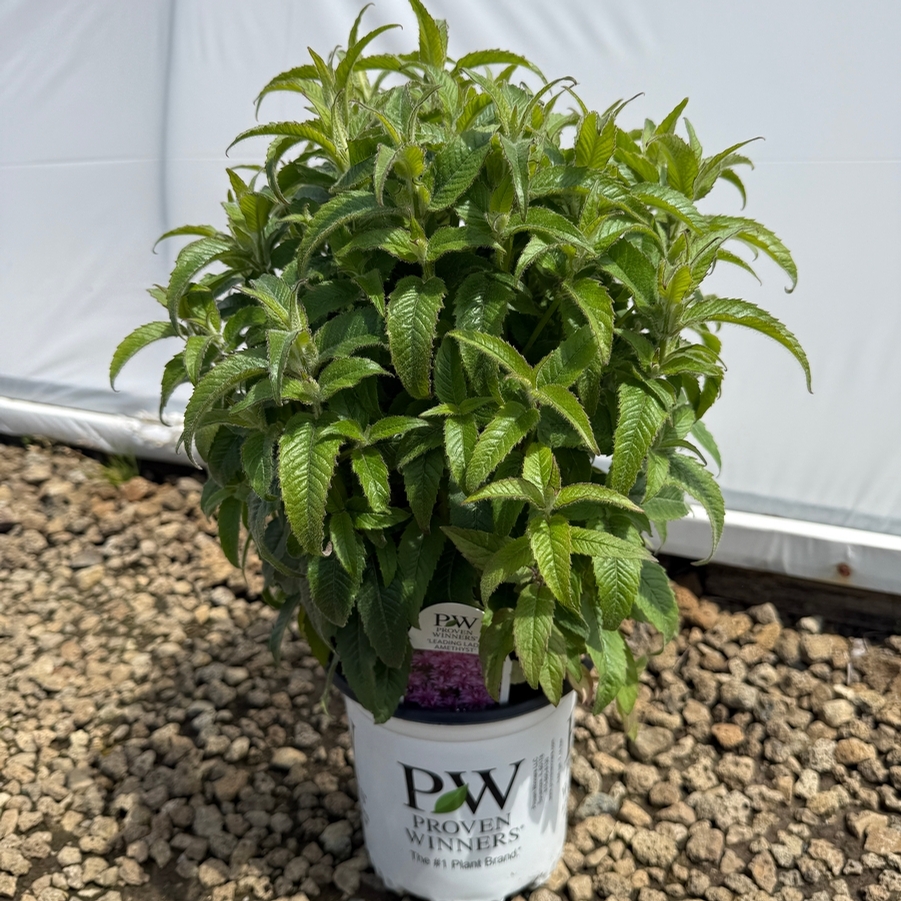 Monarda Leading Lady® Amethyst