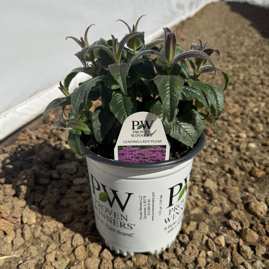 Monarda Leading Lady® Plum