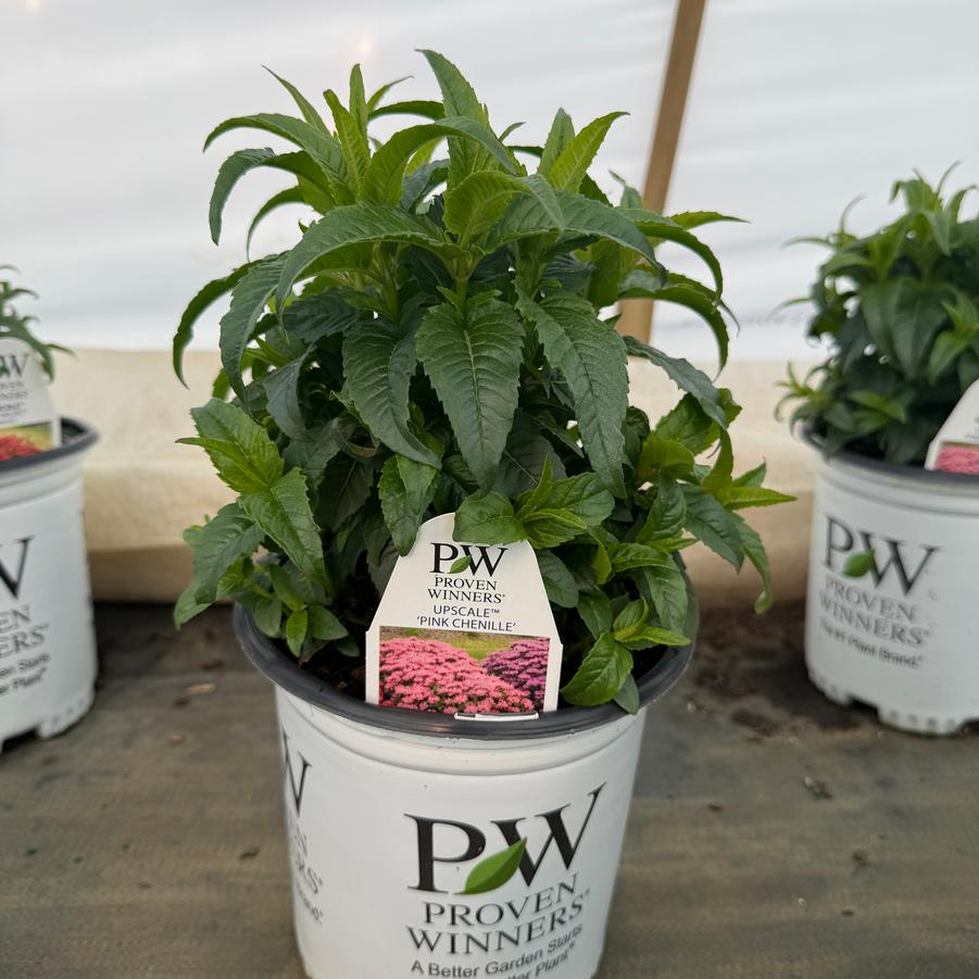 Monarda Upscale® Pink Chenille