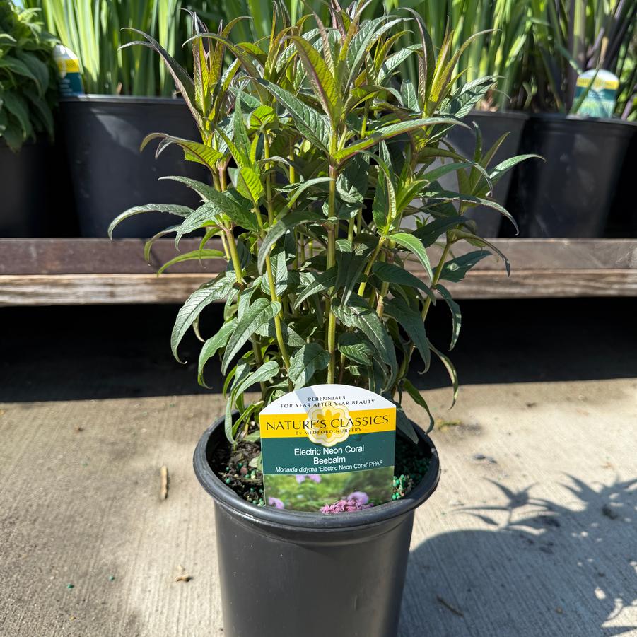 Monarda didyma Electric Neon Coral